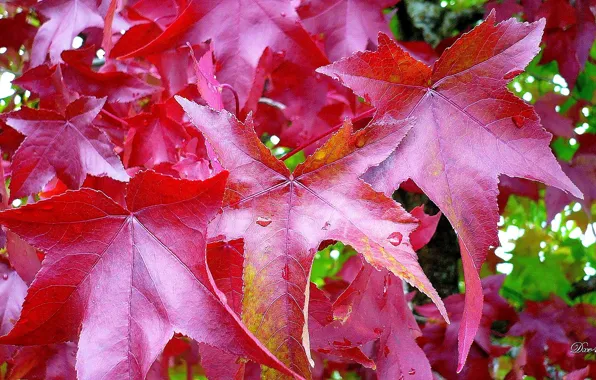 Trees, leaves, fall, foliage