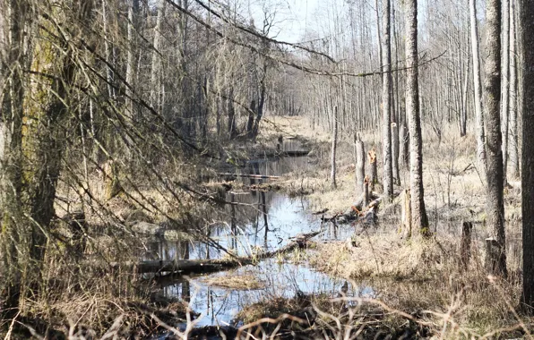 River, belarus, Forest, swamp