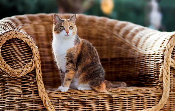 Кошка, кресло, шерсть