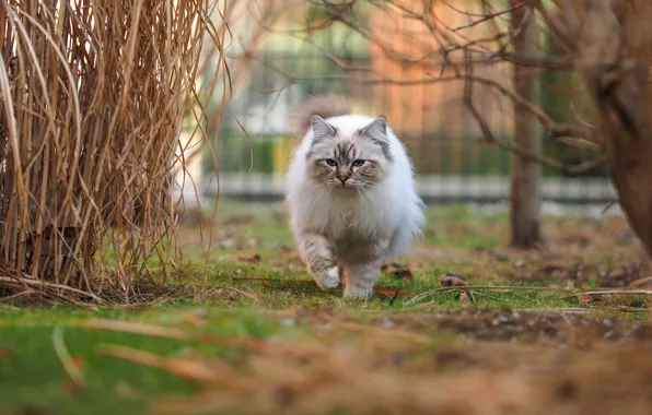 Кошка, трава, кот, ветки, природа, поляна, забор, двор