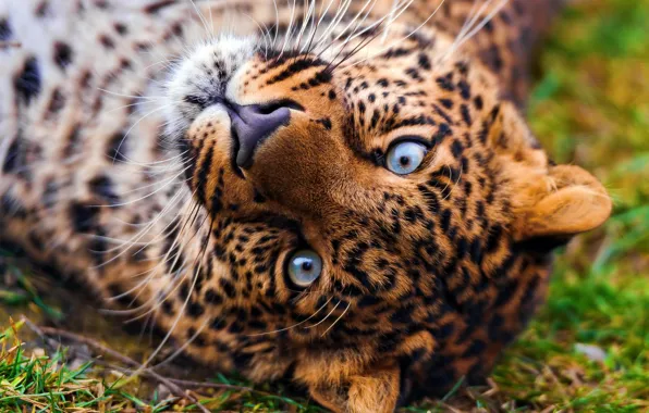 Картинка морда, обои, леопард, лежит, leopard, смотрит, красивый, пятнистый