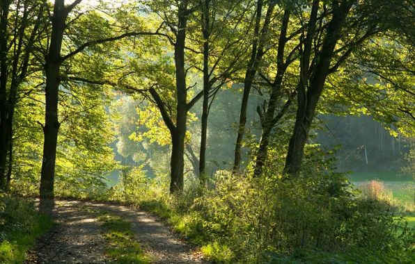 Картинка зелень, лес, солнце, деревья, Германия, Бавария, тропинка