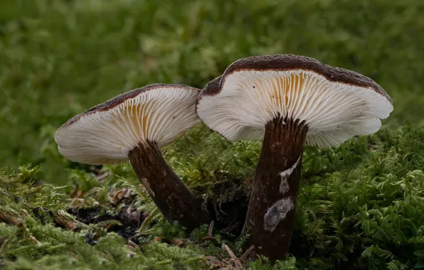 Осень, грибы, мохЮфон