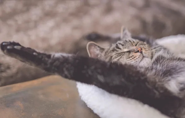 Кошка, отдых, релакс, лапа, сон, расслабон, спящий кот