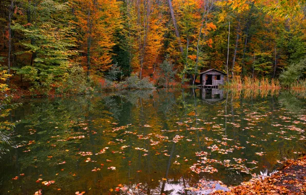 Осень, лес, листья, вода, природа, река, Svetlov Sergey