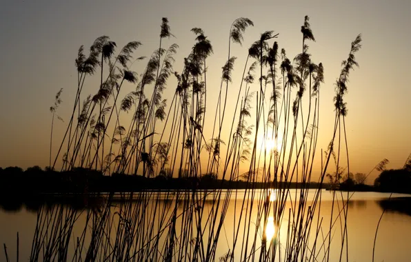 Закат, природа, камыши, природа nature, закат на реке, закат на озере