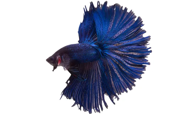 Blue, beautiful, fish