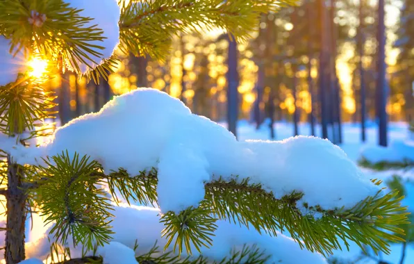 Солнце, снег, ель, ветка, winter, snow, sun, branch