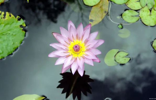 Картинка цветок, вода, озеро, лилия