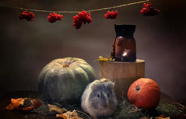 Картинка осень, животные, тыквы, морская свинка, подсвечник, композиция