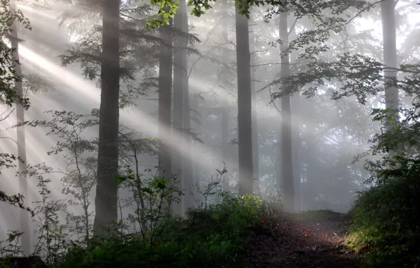 Картинка лес, свет, природа, туман