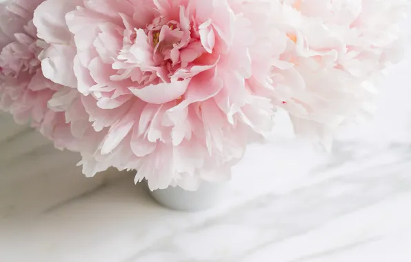 Цветы, букет, мрамор, pink, flowers, пионы, peonies, tender