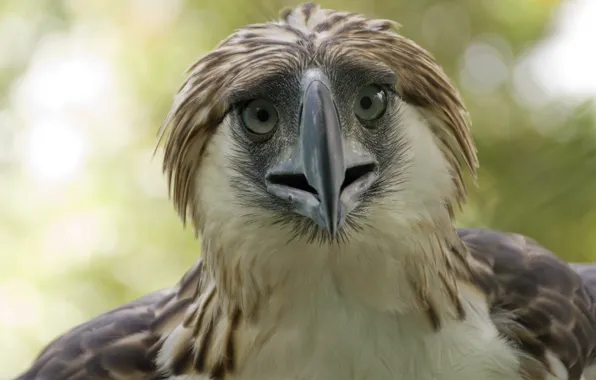 Bird, Philippine-Eagle-, monkey eater