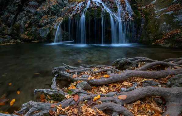 Forest, water, waterfall, roots