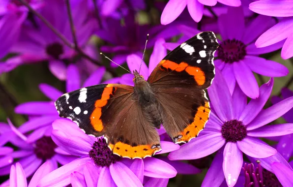 Картинка цветы, бабочка, крылья, лепестки, мотылек