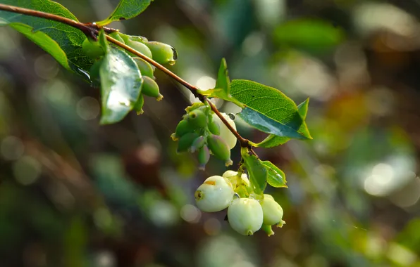 White, fruit, twig