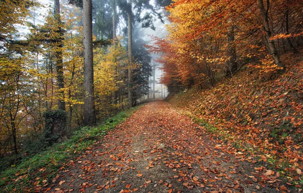 Картинка дорога, осень, листья, деревья, природа, туман, Германия, Kirchzarten