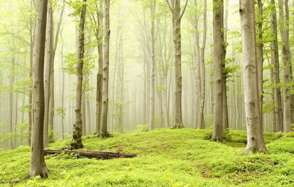 Картинка лес, трава, деревья, туман, дымка, осина