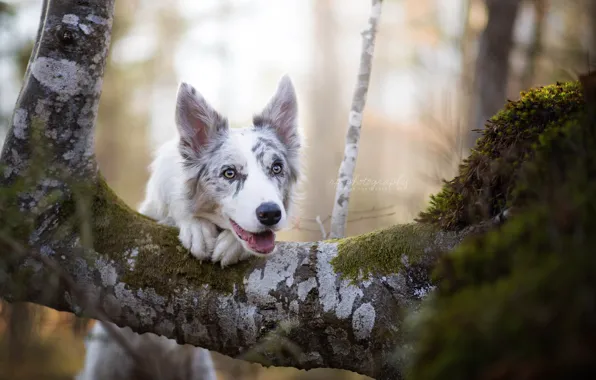 Взгляд, друг, собака