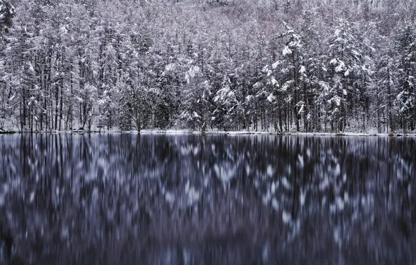 Картинка зима, лес, деревья, озеро, отражение
