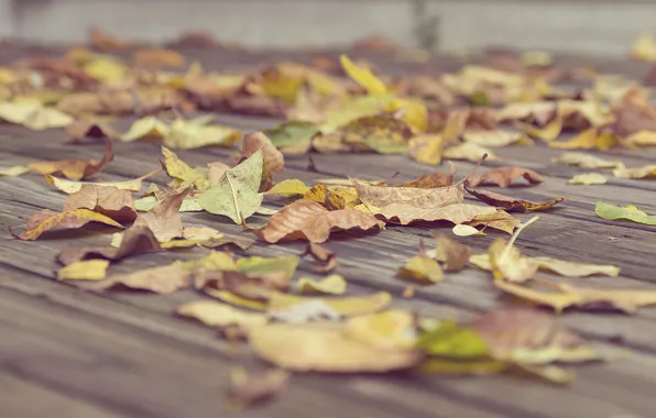 Осень, асфальт, листья, сухие