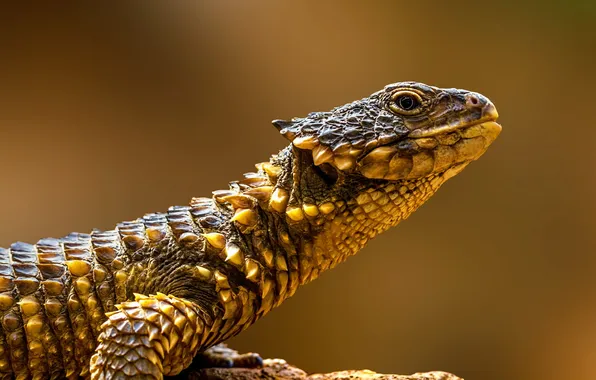 Nature, macro, looks like a dragon