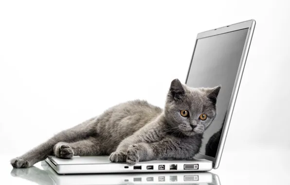 Кот, ноутбук, Grey, Glance, Cats