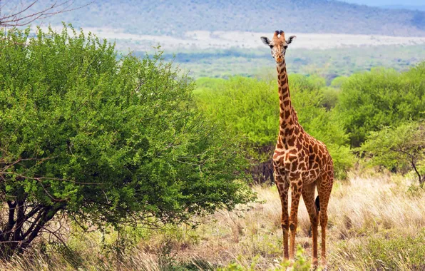 Трава, природа, жираф, саванна, кусты, savanna, Giraffe, Kenya