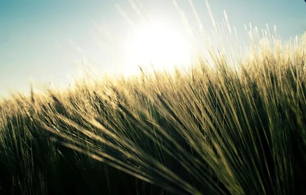 Пшеница, поле, лето, трава, природа, растения, небо nature, fields