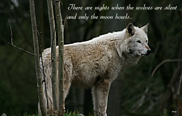 Nature, predator, animal, wolf, wildlife, portrait, quote, wolf wisdom