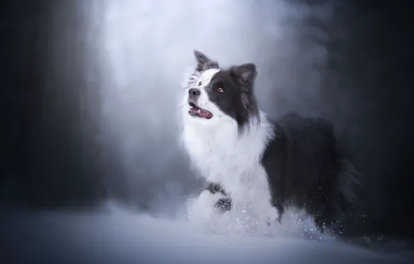 Картинка зима, снег, собака, боке