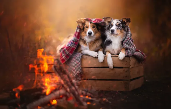 Картинка осень, собаки, взгляд, природа, поза, уют, тепло, фон