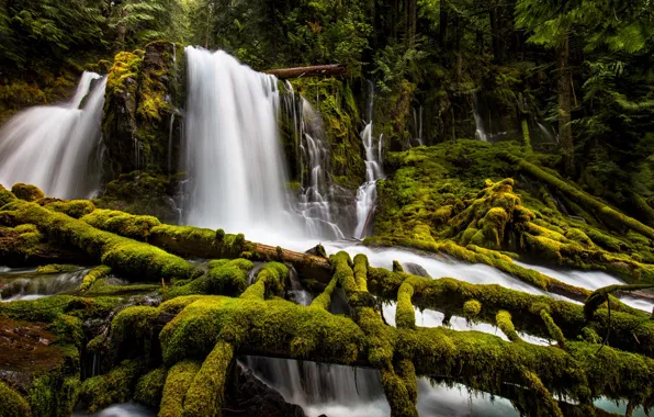 Картинка лес, водопад, мох, Орегон, каскад, Oregon, брёвна, Upper Downing Creek Falls