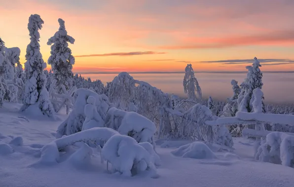 Картинка зима, снег, деревья