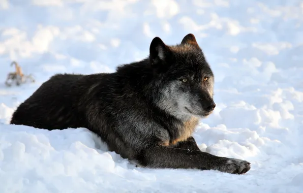 Картинка снег, чёрный, отдых, волк, хищник
