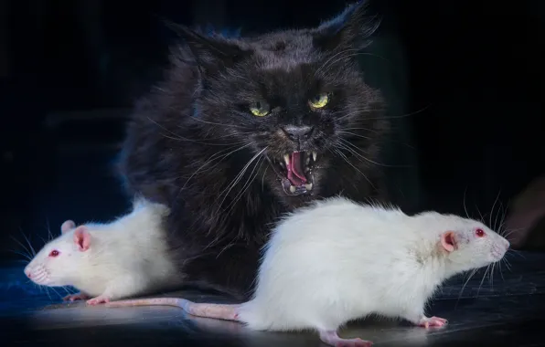 Картинка кот, тёмный фон, чёрный кот, крыски, белые крысы, Игорь Перфильев