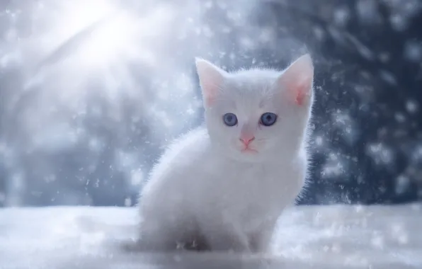 Зима, кошка, белый, лучи, свет, снег, котенок, малыш