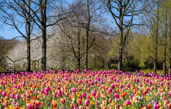 Солнце, деревья, цветы, парк, весна, тюльпаны, Нидерланды, Netherlands