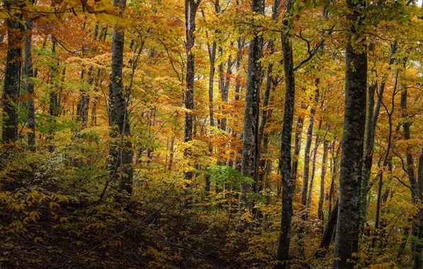 Картинка осень, лес, деревья