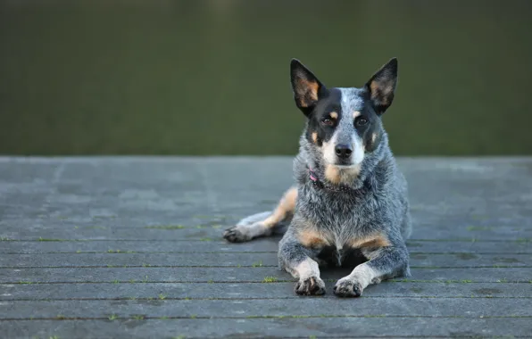 Картинка взгляд, собака, australian cattle dog