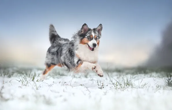 Картинка зима, снег, радость, настроение, собака, прогулка, Австралийская овчарка, Аусси