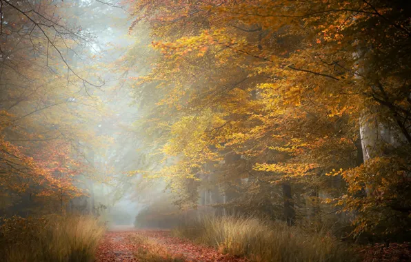 Картинка дорога, осень, туман