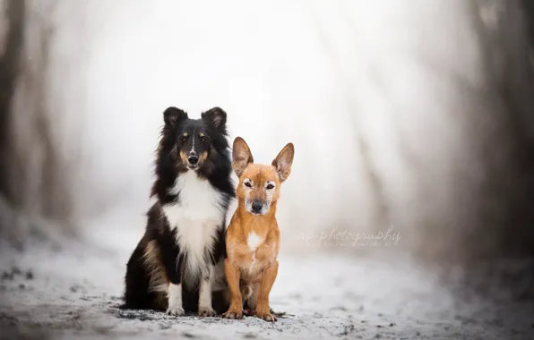 Зима, собаки, природа