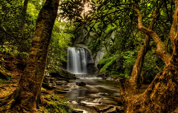 Картинка лес, солнце, деревья, ветки, ручей, камни, водопад, мох