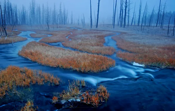 Картинка лес, трава, туман, река, болото, США, Wyoming, Yellowstone