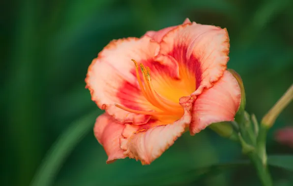 Макро, цветы, природа