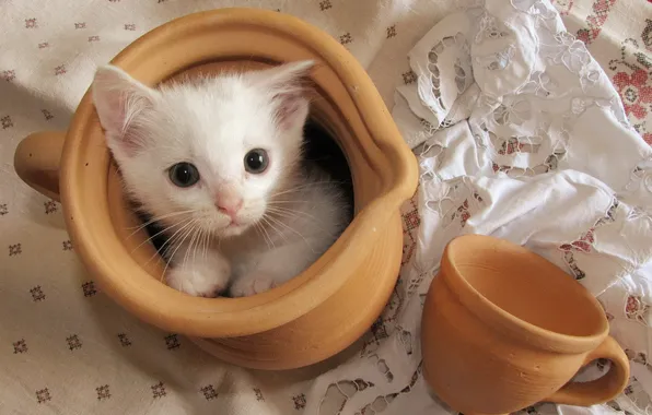 Картинка кошка, фон, чашка