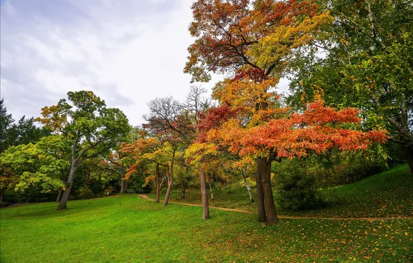 Картинка осень, трава, листья, деревья, парк, тропинка