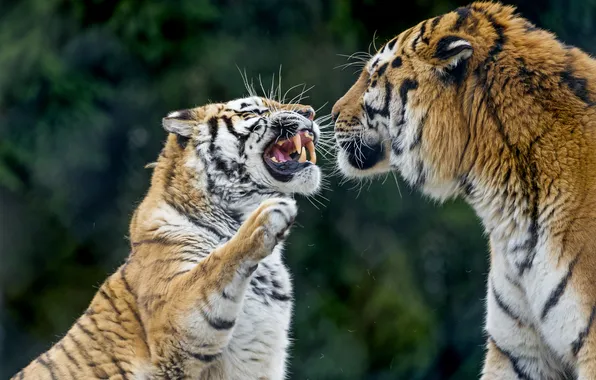 Картинка кошки, тигр, пара, клыки, оскал, злой, амурский, ©Tambako The Jaguar