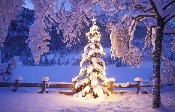 Картинка зима, снег, огни, елка